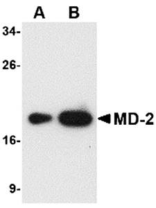 MD-2 Monoclonal Antibody