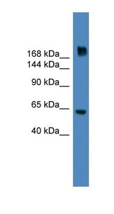 MDC1 antibody