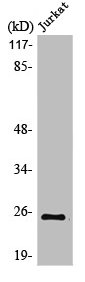 MDFI Antibody