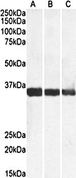 Goat anti-MDH1 / MOR2 Antibody
