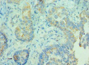 MDH2 Antibody