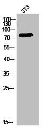 MDM1 antibody