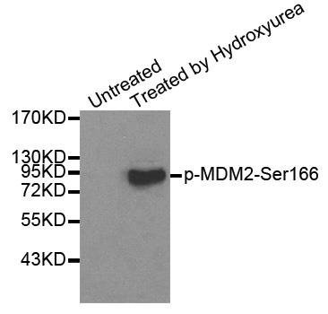 MDM2 (phospho-Ser166) antibody