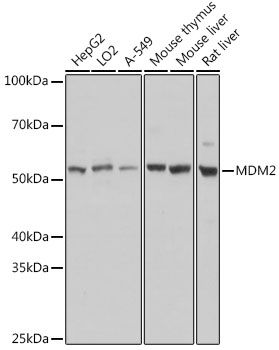 MDM2 antibody