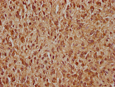 MDM2 Antibody