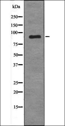 MDM2 (Phospho-Tyr394) antibody