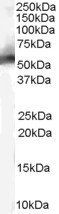 Goat anti-MDM2 (isoform) Antibody