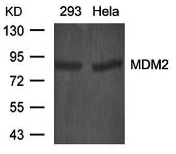 MDM2 Antibody