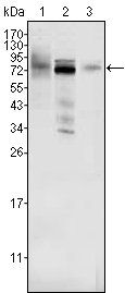 MDM4 Antibody