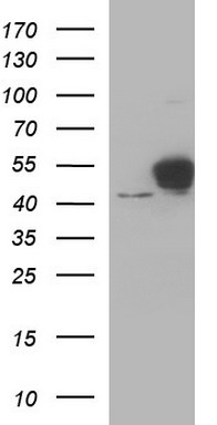 MDMX (MDM4) antibody