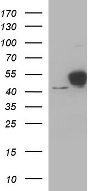 MDMX Antibody