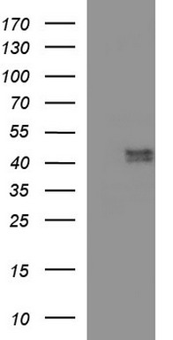 MDMX (MDM4) antibody