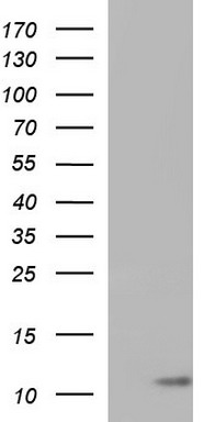MDMX Antibody