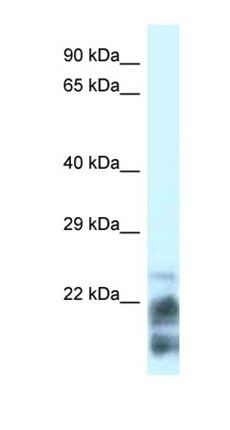 MDP1 antibody