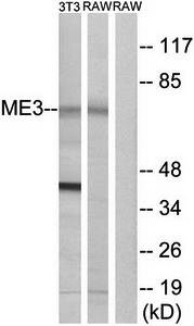 ME3 antibody