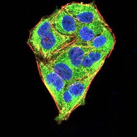 MECP2 Antibody