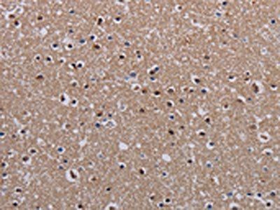 MECP2 Antibody