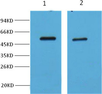 MECP2 Antibody