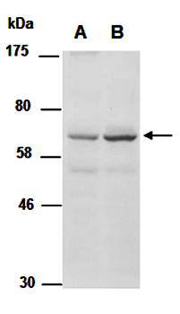 MECP2 antibody