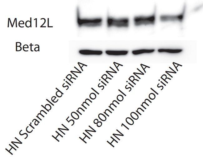 MED12L antibody