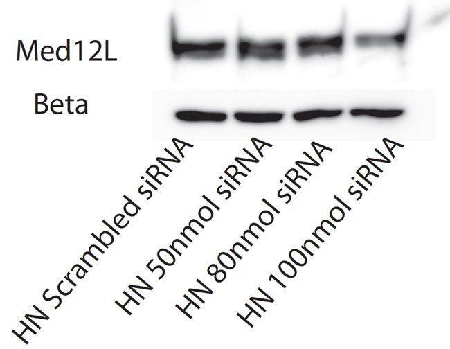 MED12L Rabbit Polyclonal Antibody