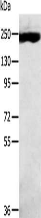 MED13 antibody