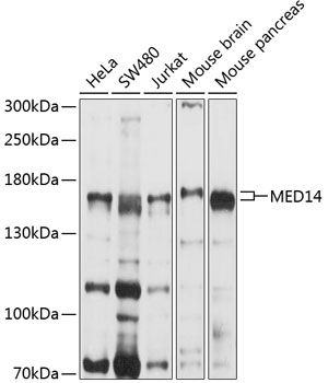 MED14 antibody