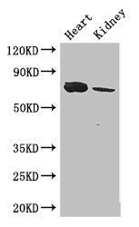 MED17 antibody