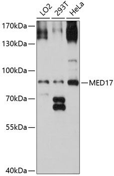 MED17 antibody