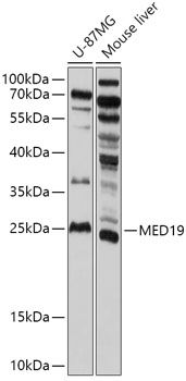 MED19 antibody