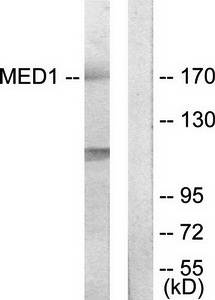 MED1 antibody