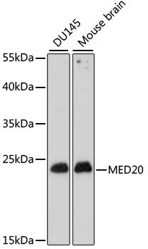 MED20 antibody