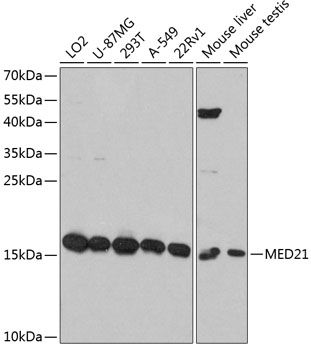 MED21 antibody