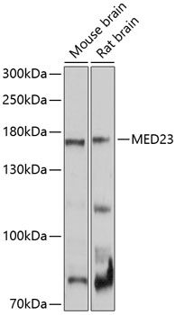 MED23 antibody