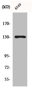 MED23 antibody