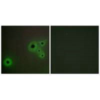 MED23 Antibody