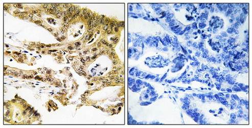 MED23 antibody