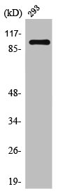 MED24 antibody