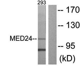 MED24 antibody