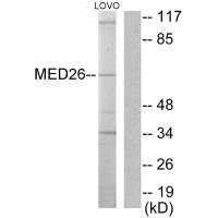 MED26 antibody