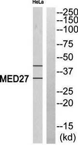 MED27 antibody