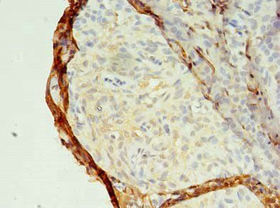 MED28 Antibody