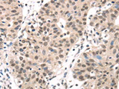 MED28 Antibody
