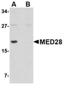 MED28 Antibody