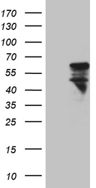 MED30 Antibody