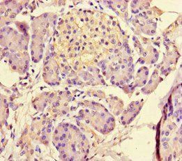 MED31 Antibody