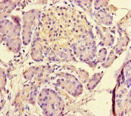 MED31 antibody