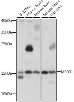 MED31 antibody