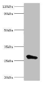 MED6 antibody