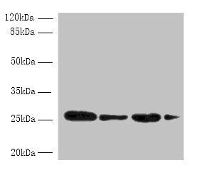 MED7 Antibody
